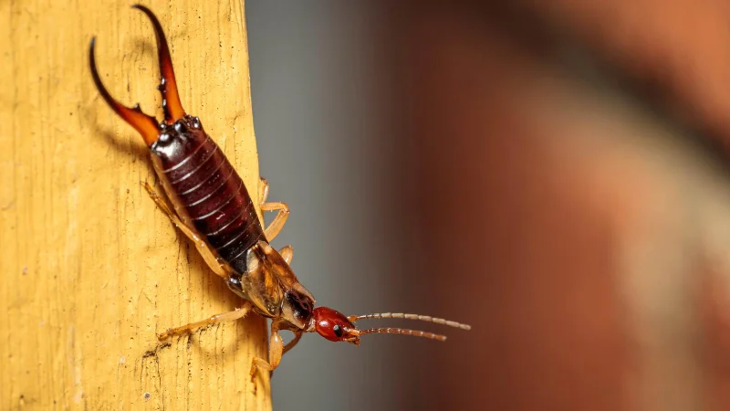 7 façons de se débarrasser des perce-oreilles et de les éloigner de votre maison