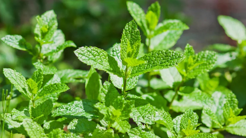 7 plantes qui empêchent les mauvaises herbes dans votre jardin