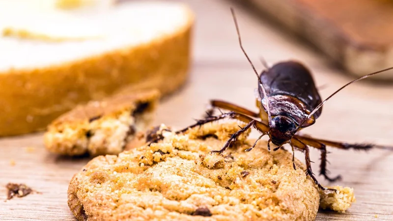 7 choses qui attirent les cafards dans votre maison - et comment y remédier
