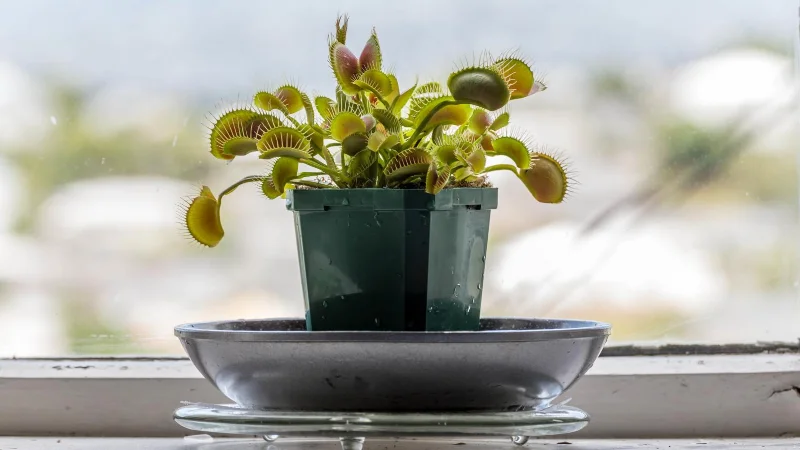 7 plantes qui repoussent les mouches des fruits et les gardent hors de votre maison