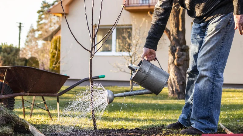 Möchten Sie Schmetterlinge in Ihrem Garten?  Probieren Sie diese 7 Tipps aus