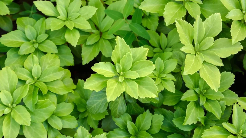 9 plantes envahissantes à éloigner de votre jardin