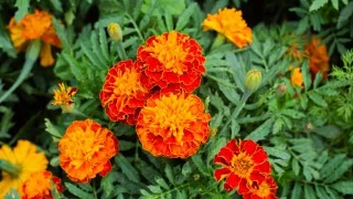 9 plantes qui repoussent les araignées et les éloignent de votre maison