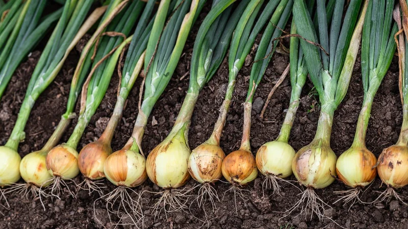 7 Pflanzen, die Maulwürfe abwehren und sie von Ihrem Garten fernhalten