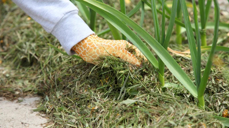 9 Möglichkeiten, wie Sie Grasschnitt nach dem Mähen wiederverwenden können