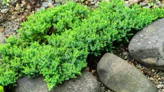 7 meilleures plantes pour prévenir lérosion du sol dans votre jardin