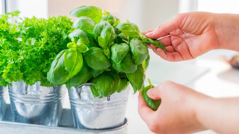 7 plantes qui repoussent les mouches des fruits et les gardent hors de votre maison