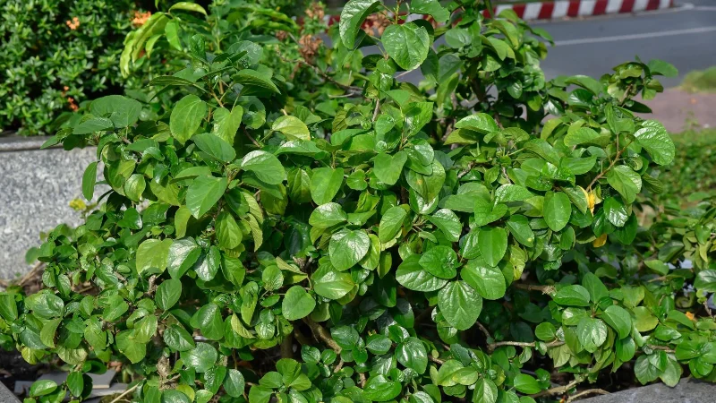 庭の土壌浸食を防ぐのに最適な7つの植物