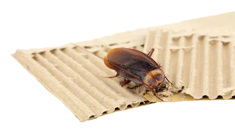 7 choses qui attirent les cafards dans votre maison - et comment y remédier