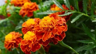 7 plantes qui repoussent les taupes et les gardent hors de votre jardin