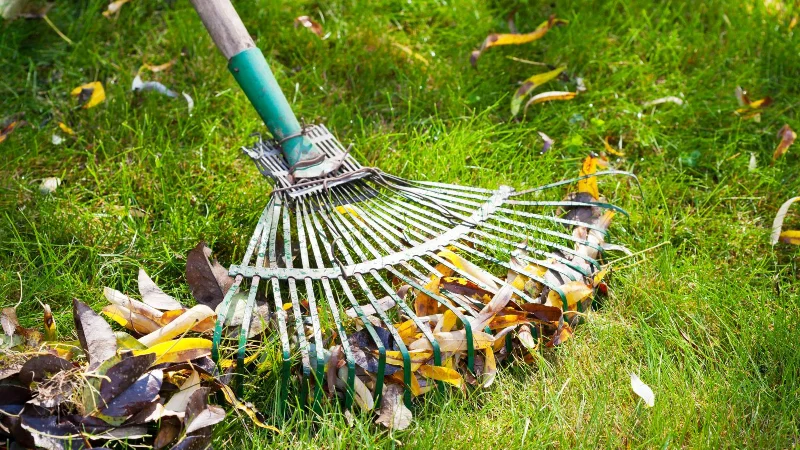 7 sposobów na pozbycie się grzybów na podwórku