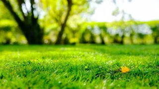 5 façons de se débarrasser des tiques de votre jardin