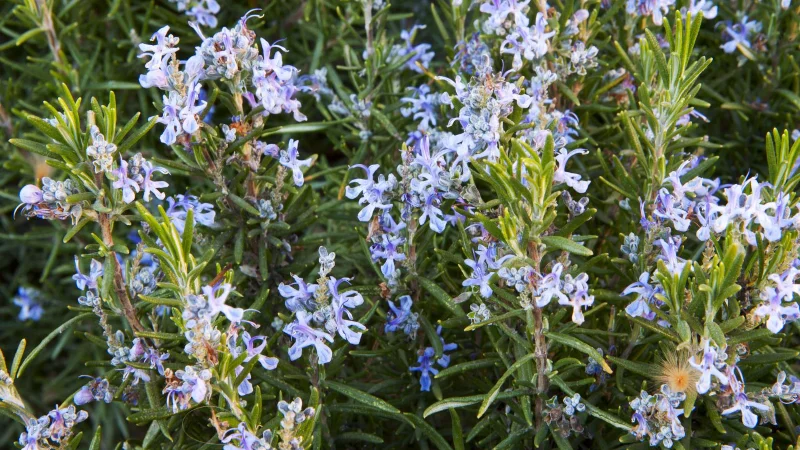 9 plantes qui repoussent les moustiques et les éloignent de votre jardin