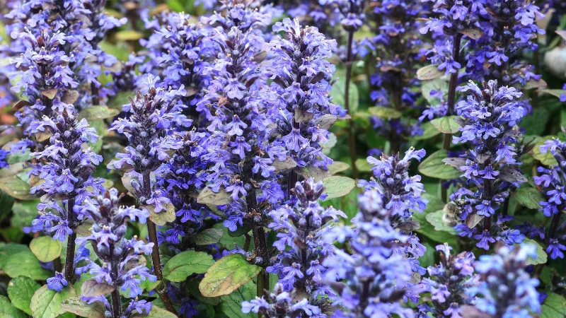 7 plantes qui empêchent les mauvaises herbes dans votre jardin