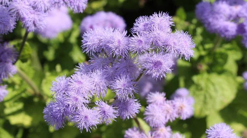 9 plantes qui repoussent les moustiques et les éloignent de votre jardin