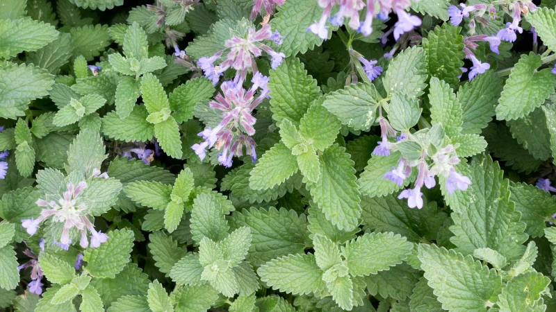 9 plantes qui repoussent les moustiques et les éloignent de votre jardin