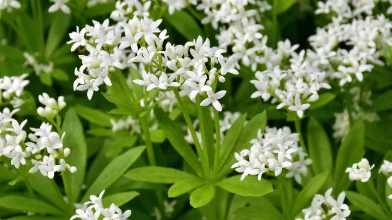 7 plantes qui empêchent les mauvaises herbes dans votre jardin