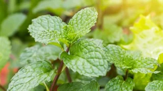 7 plantes qui repoussent les mouches des fruits et les gardent hors de votre maison