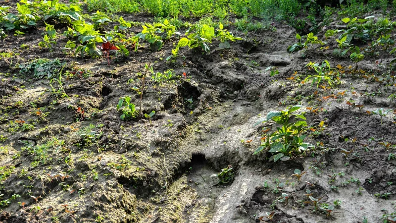 7 zalet ogrodu z dzikimi kwiatami — i dlaczego warto go uprawiać