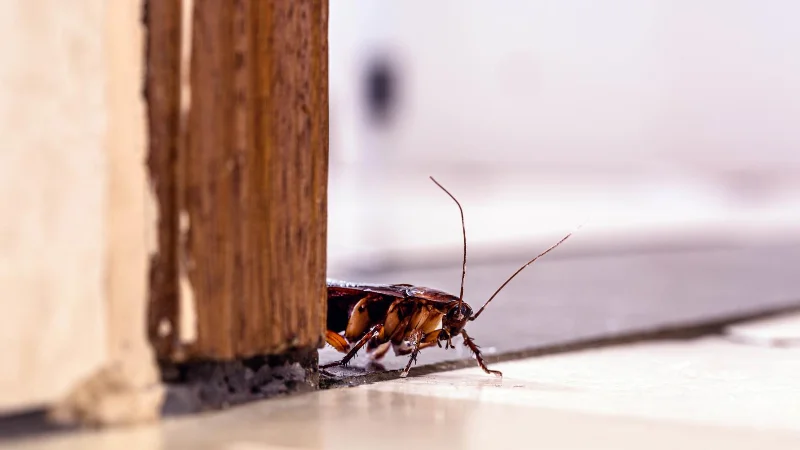 7 choses qui attirent les cafards dans votre maison - et comment y remédier